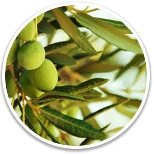 oliveleaf.webp